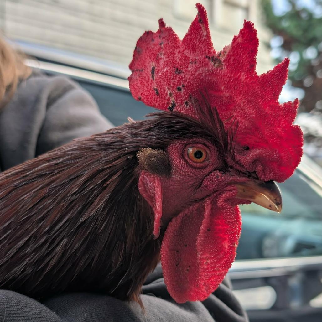Parks, Adoptable, Young Male Chicken.