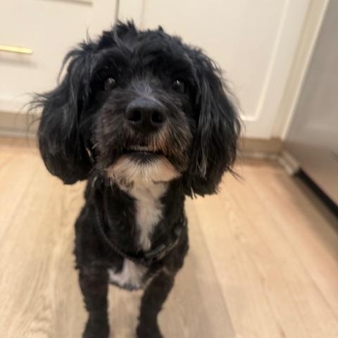 Shaggy, ADOPTABLE, Young Male Maltipoo & Poodle (Toy).