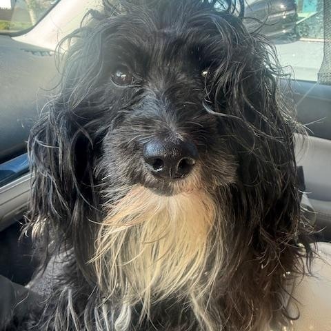 Shaggy, a ADOPTABLE mixed breed in Redondo Beach, CA image 4/6