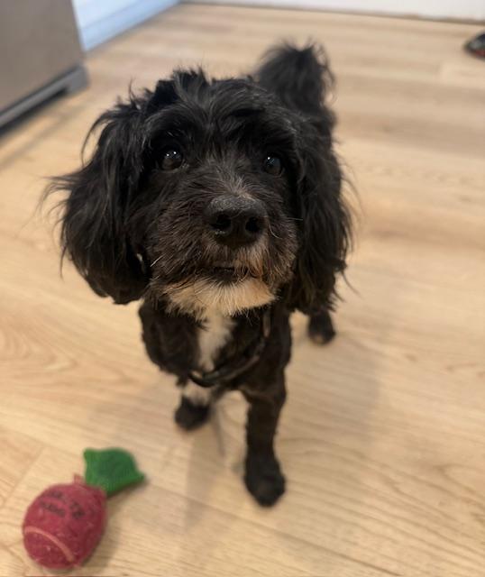 Shaggy, a ADOPTABLE mixed breed in Redondo Beach, CA image 6/6