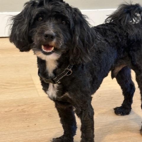 Shaggy, a ADOPTABLE mixed breed in Redondo Beach, CA image 2/6