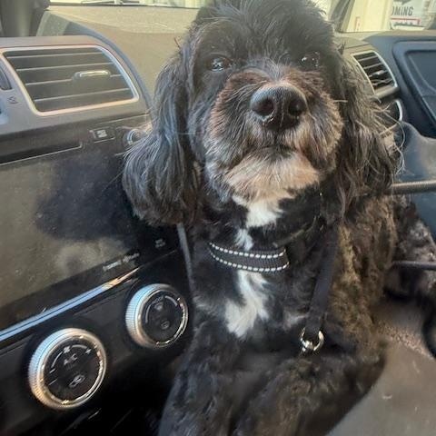 Shaggy, a ADOPTABLE mixed breed in Redondo Beach, CA image 3/6