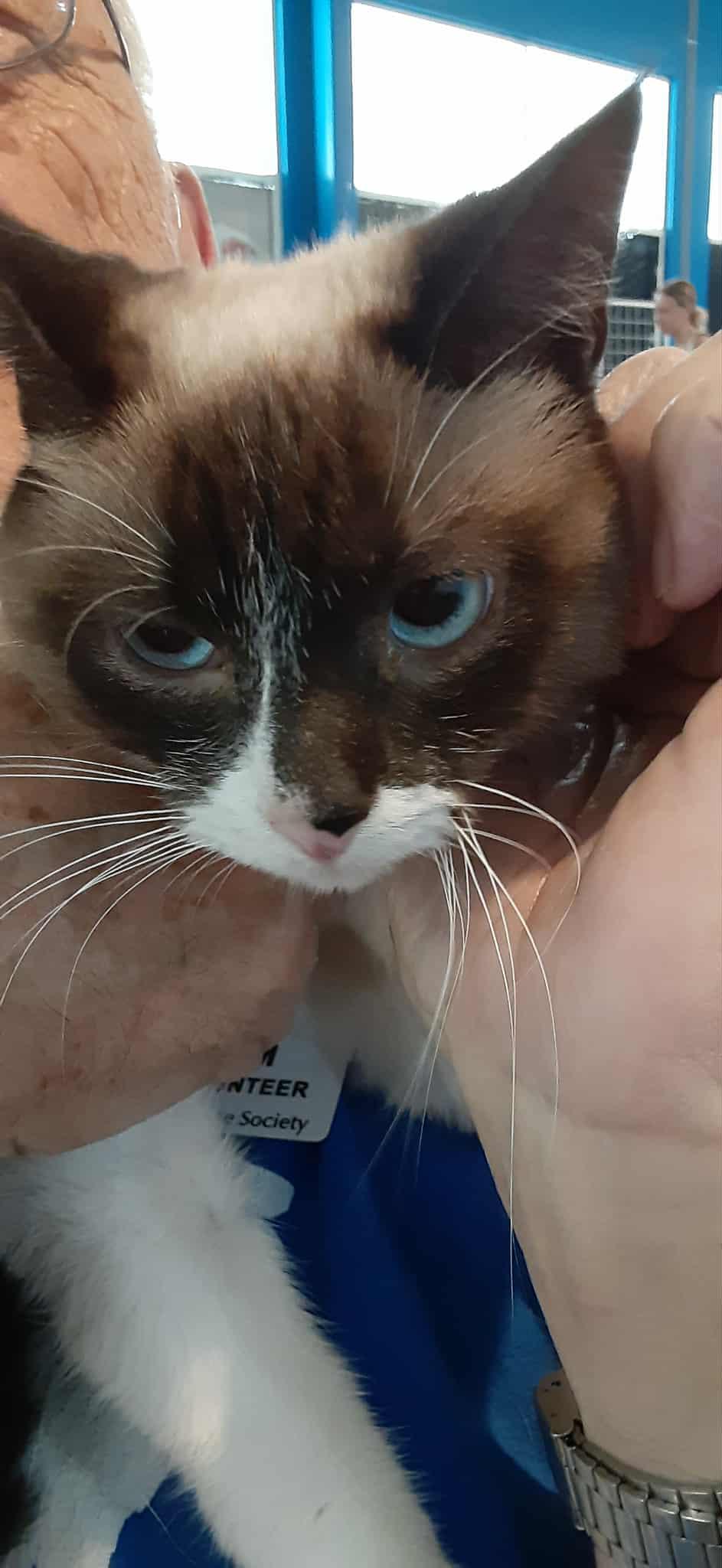 Chloe & Gisele - bonded pair