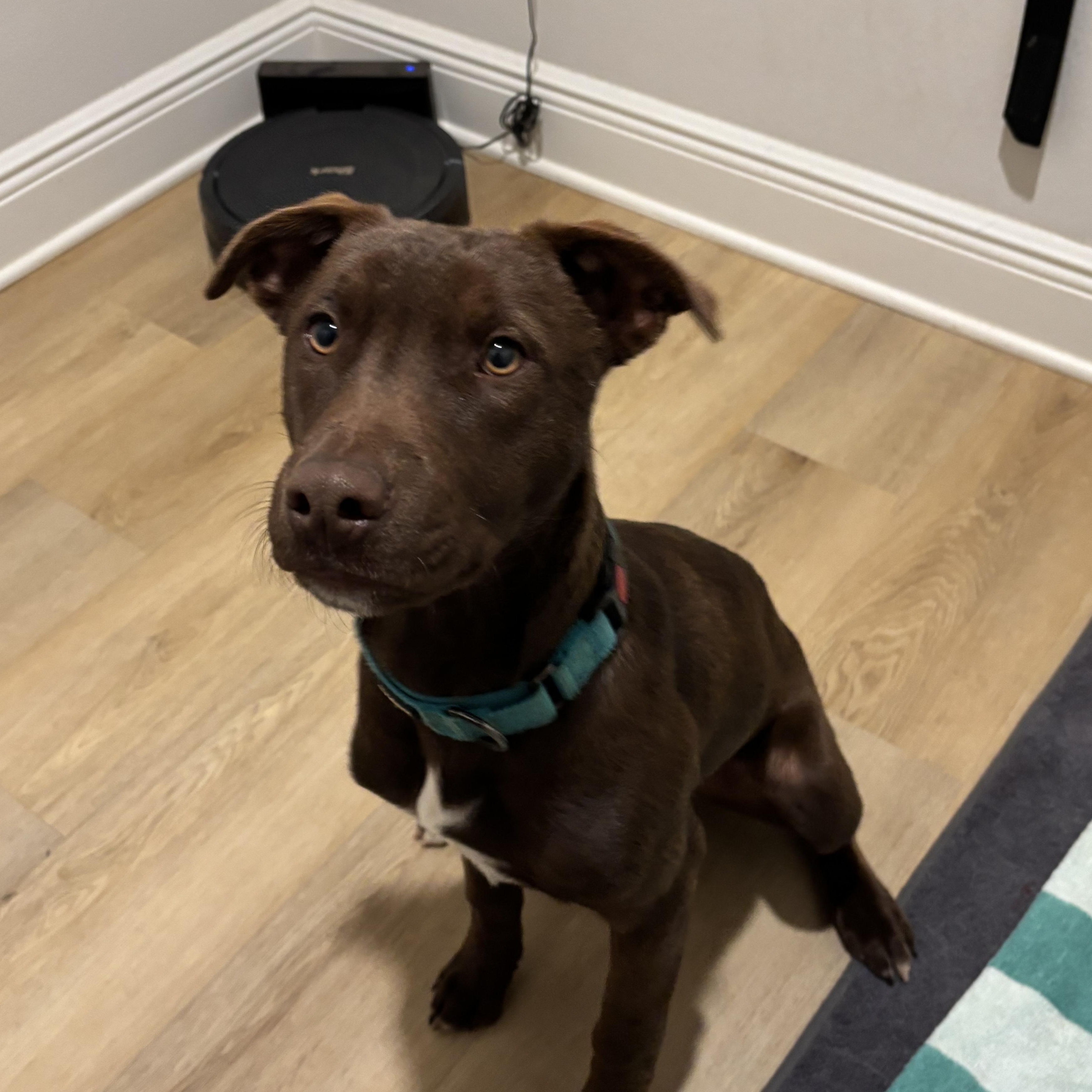 Enlarge TEDDY, a Adopted Chocolate Labrador Retriever in Pace, FL image 1/1