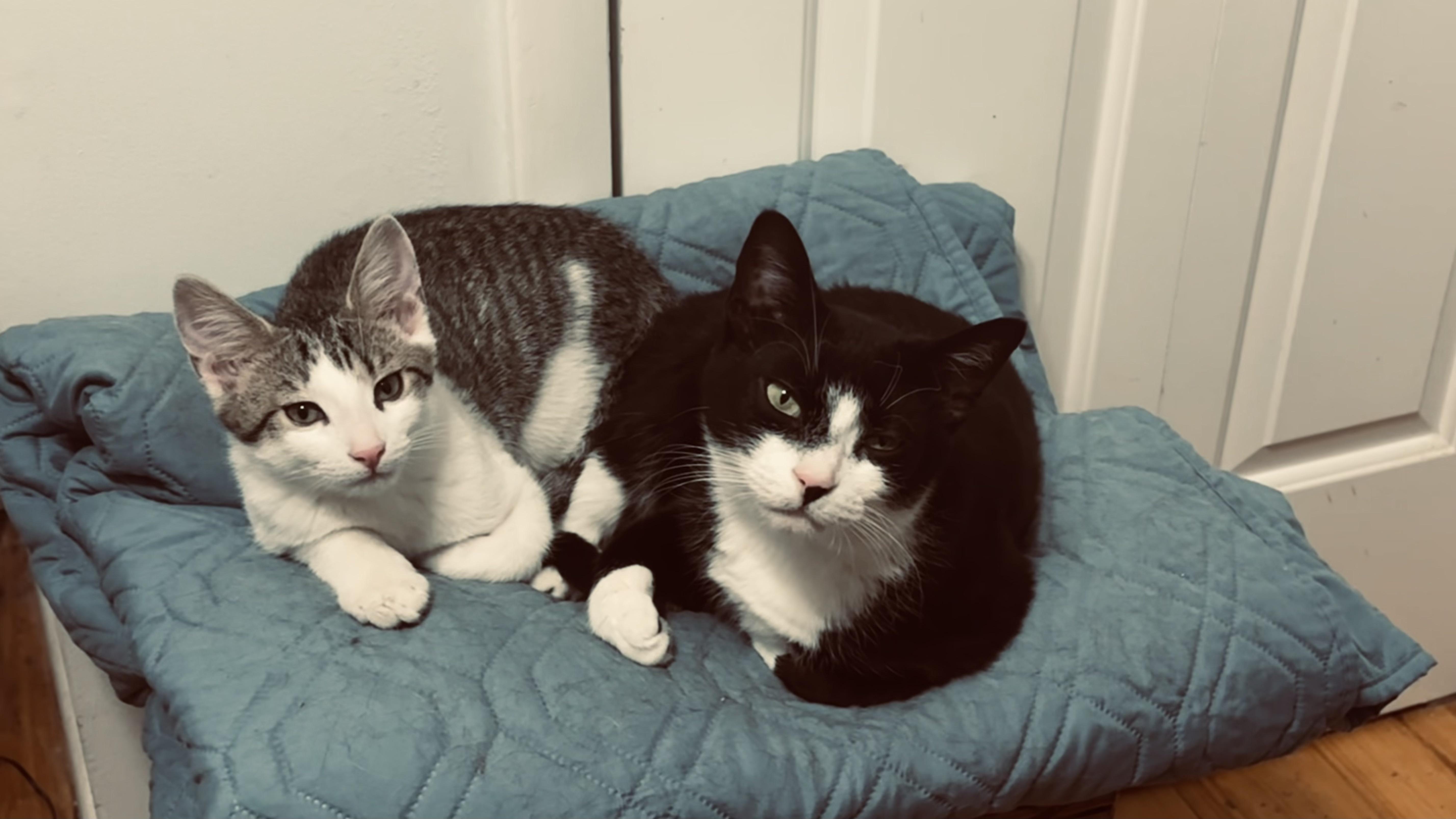 Enlarge Jalapeno & Habanero (mother-son bonded pair), a ADOPTABLE mixed breed in Southbury, CT image 2/5