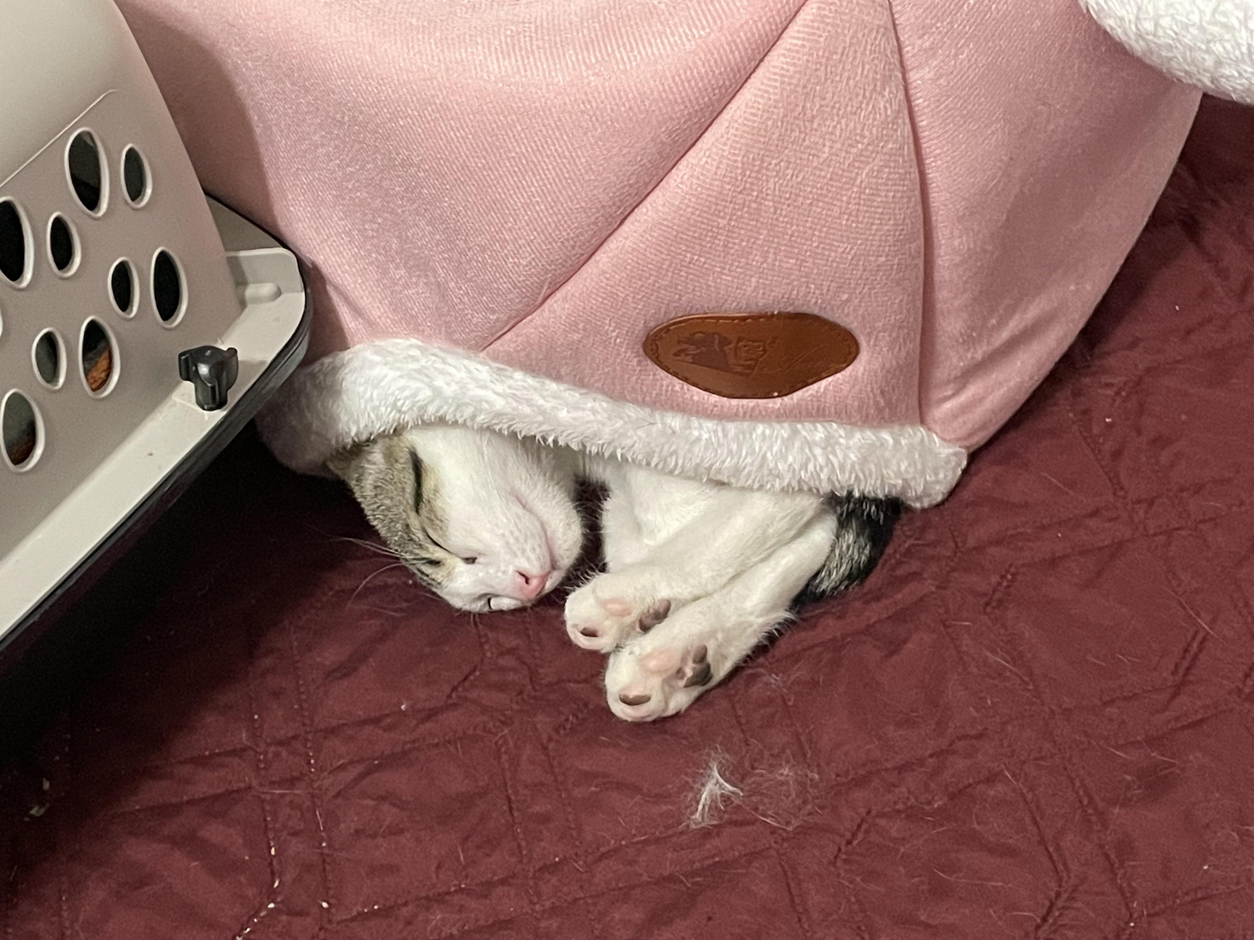 Enlarge Jalapeno & Habanero (mother-son bonded pair), a ADOPTABLE mixed breed in Southbury, CT image 5/5