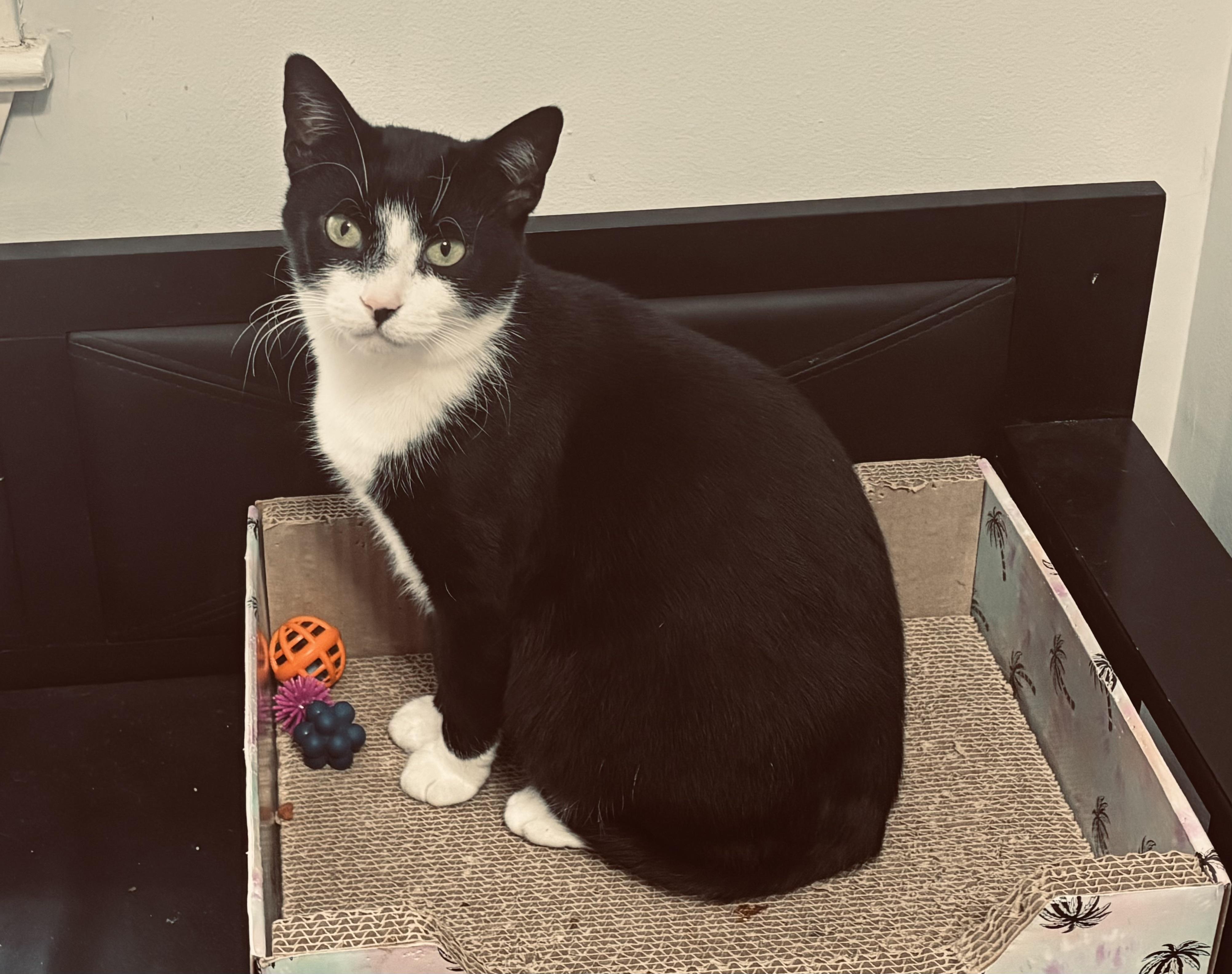 Enlarge Jalapeno & Habanero (mother-son bonded pair), a ADOPTABLE mixed breed in Southbury, CT image 3/5