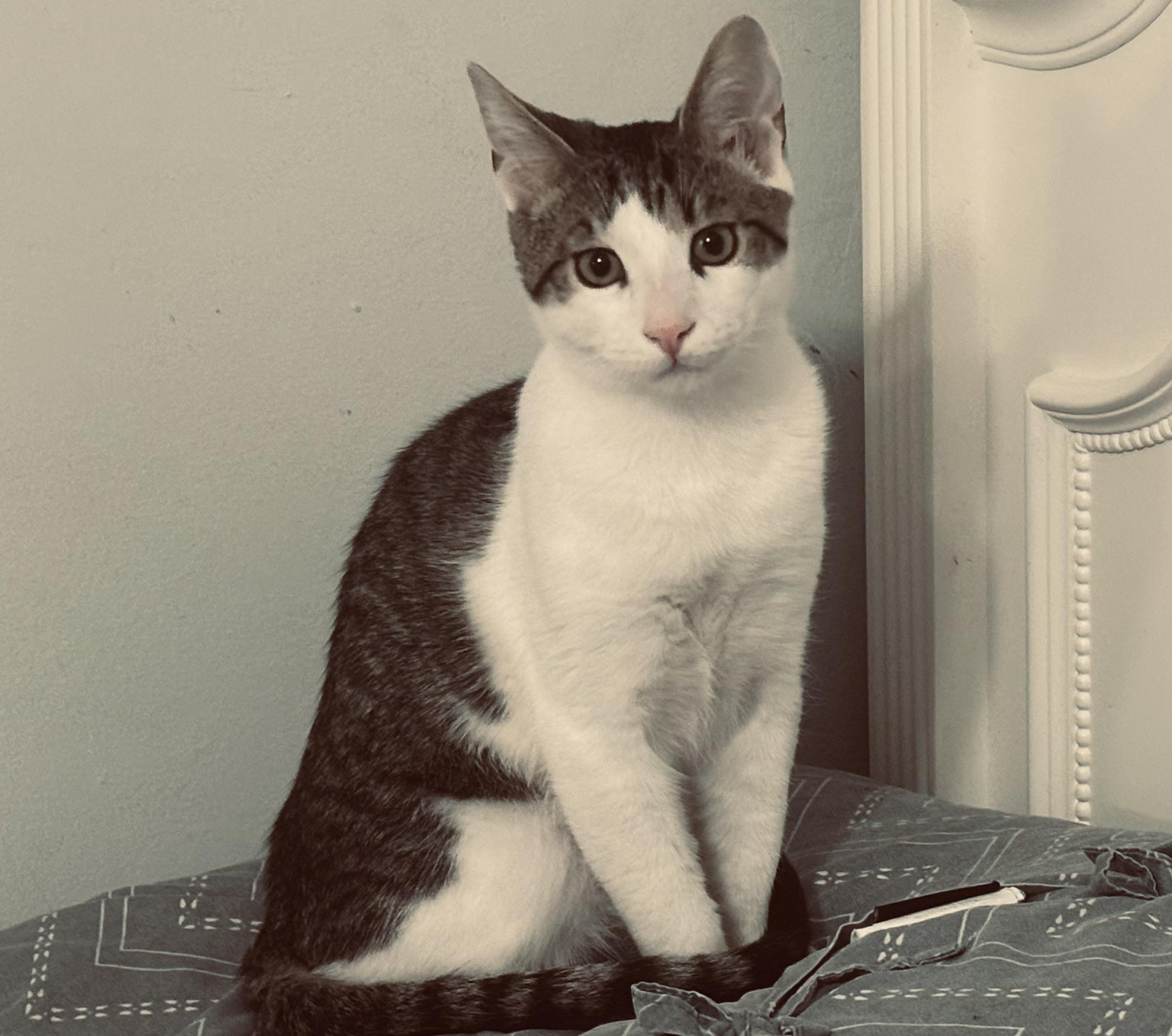 Enlarge Jalapeno & Habanero (mother-son bonded pair), a ADOPTABLE mixed breed in Southbury, CT image 4/5