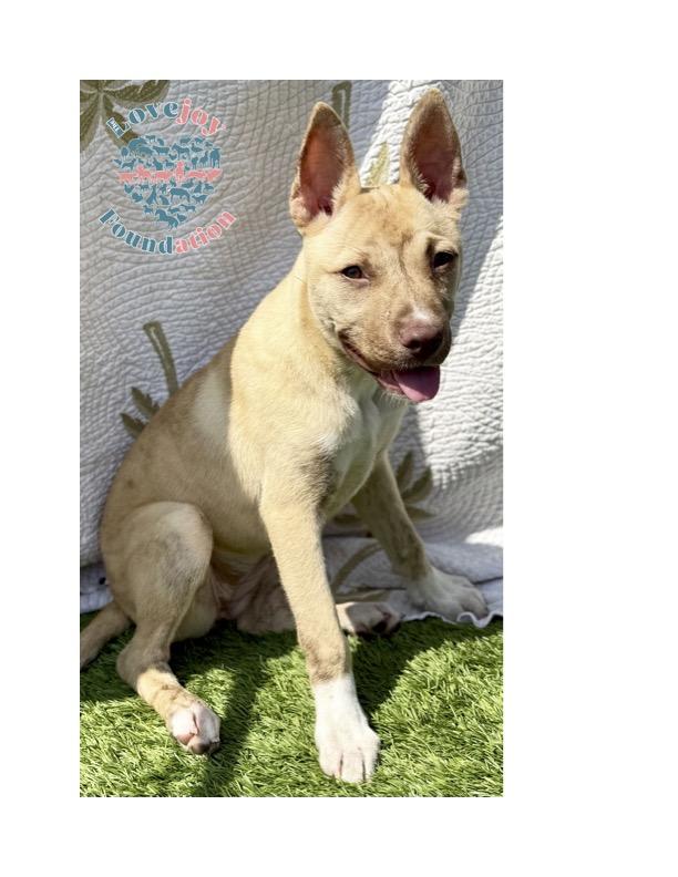 Kiara, Baby Female Australian Kelpie