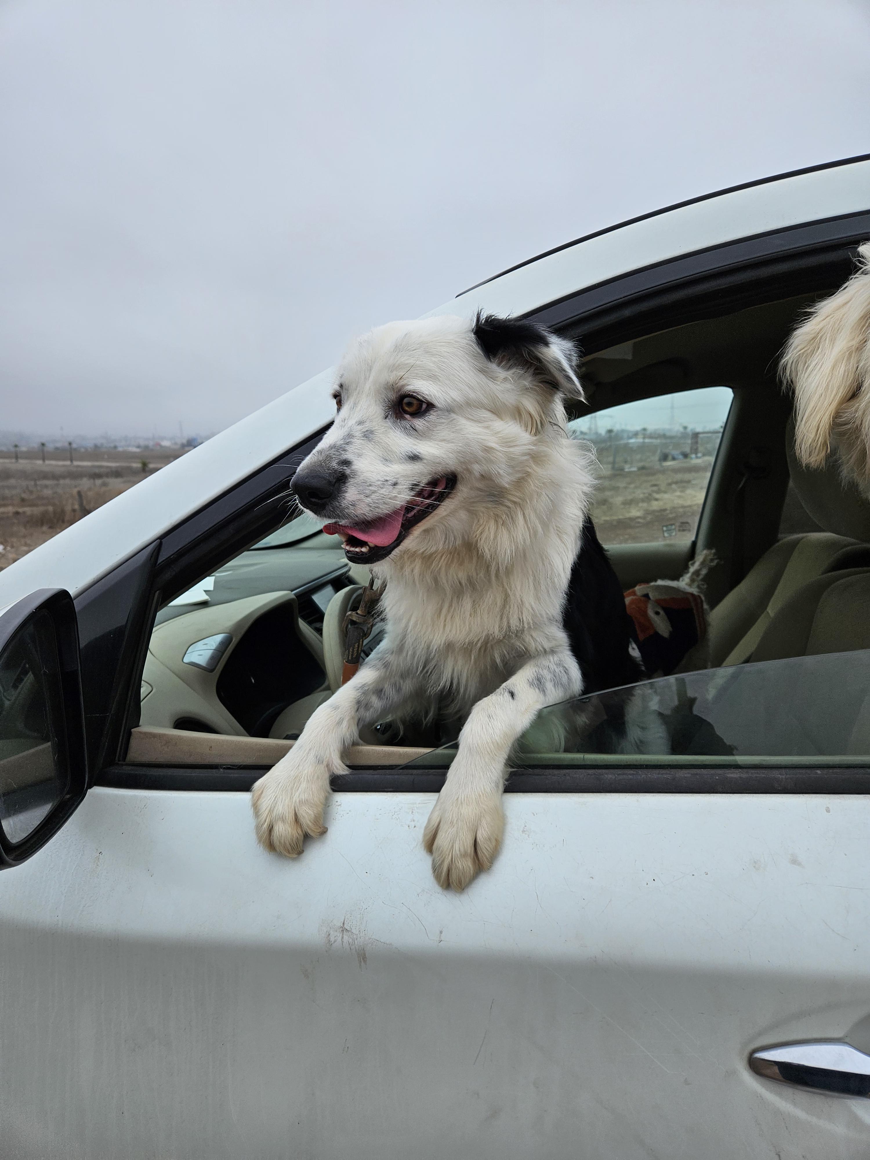 Toby, a Adoptable mixed breed image 2/5