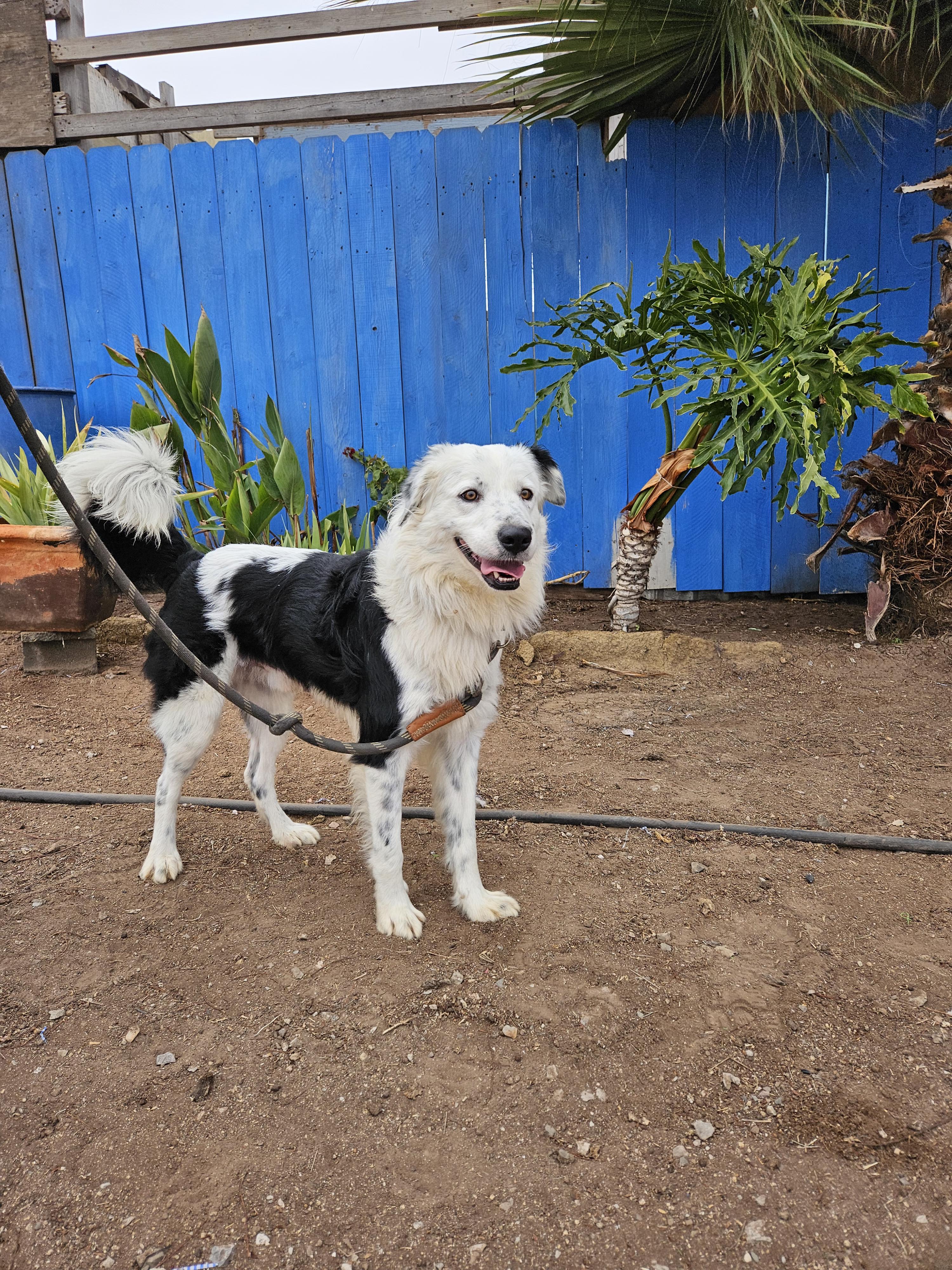 Toby, a Adoptable mixed breed image 4/5
