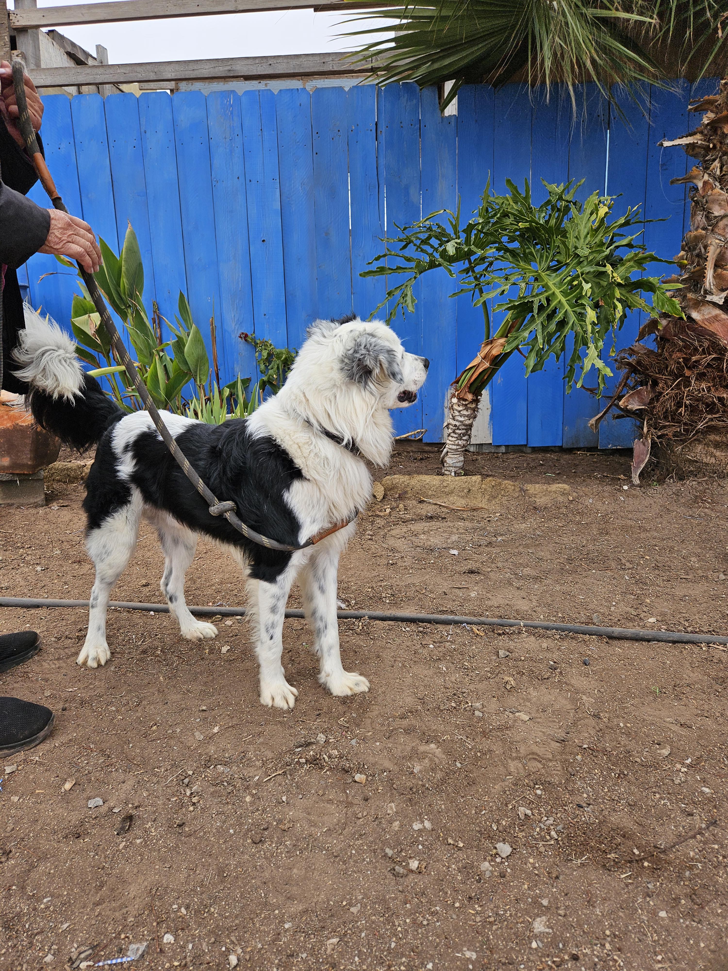 Toby, a Adoptable mixed breed image 5/5