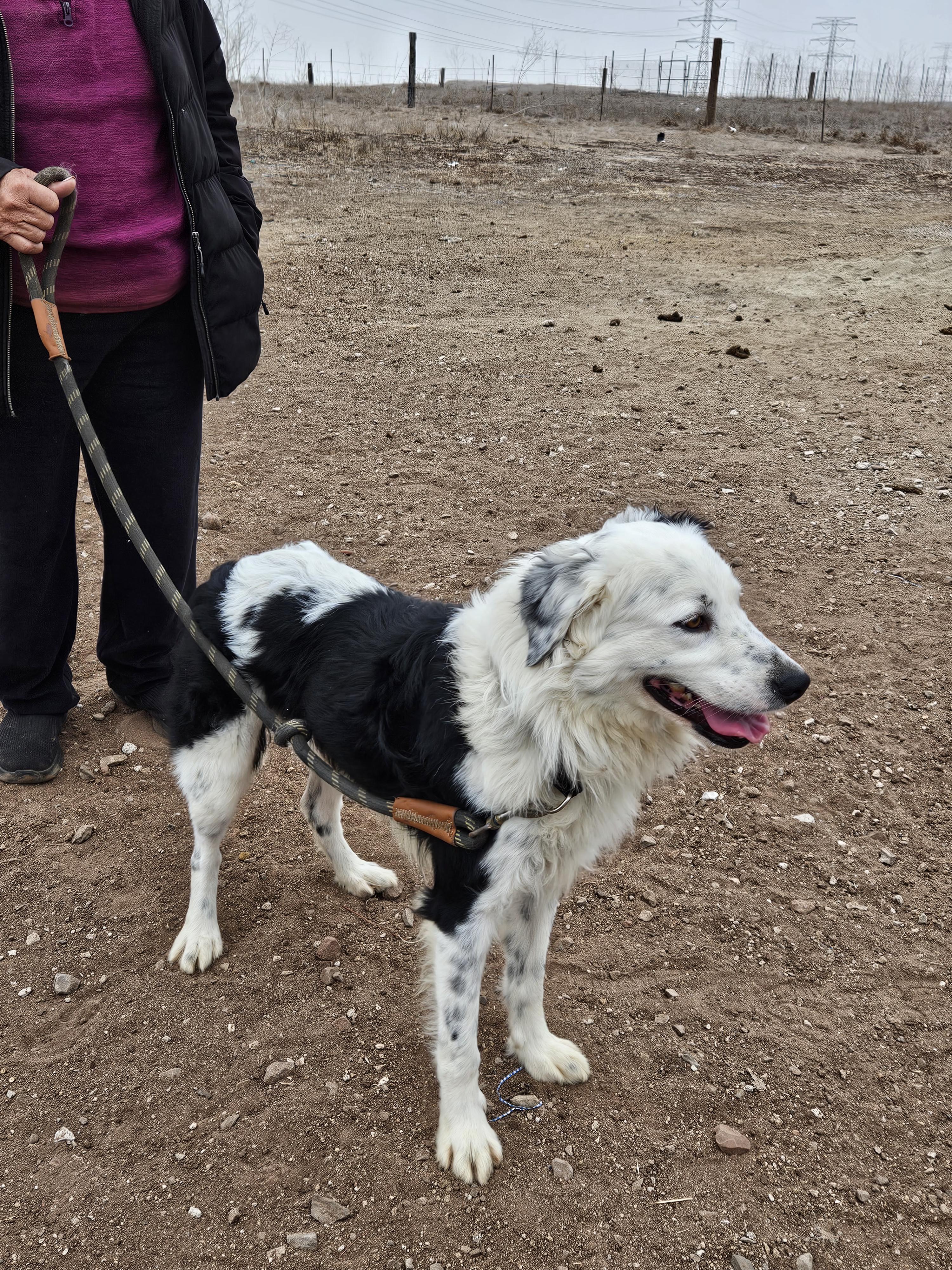 Toby, a Adoptable mixed breed image 1/5