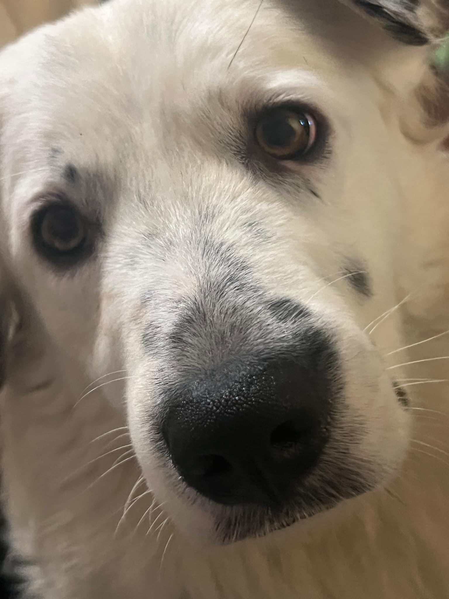 Toby, a Adoptable mixed breed image 3/5