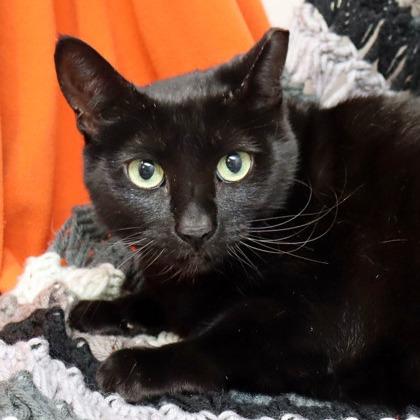 Frankie, Adoptable, Young Female Domestic Short Hair.