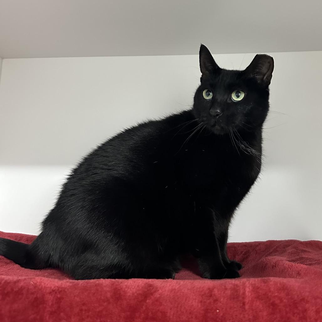 Enlarge Frankie, a Adoptable Domestic Short Hair in Clearwater, FL image 2/3