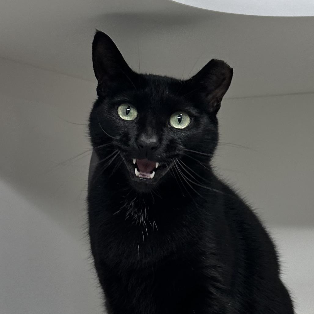 Enlarge Frankie, a Adoptable Domestic Short Hair in Clearwater, FL image 3/3