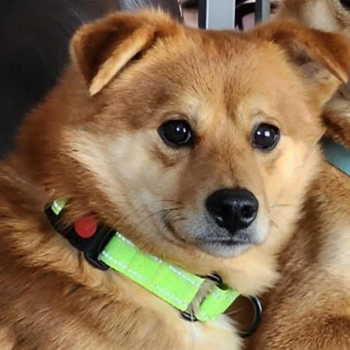Dane, Adoptable, Adult Male Shiba Inu.