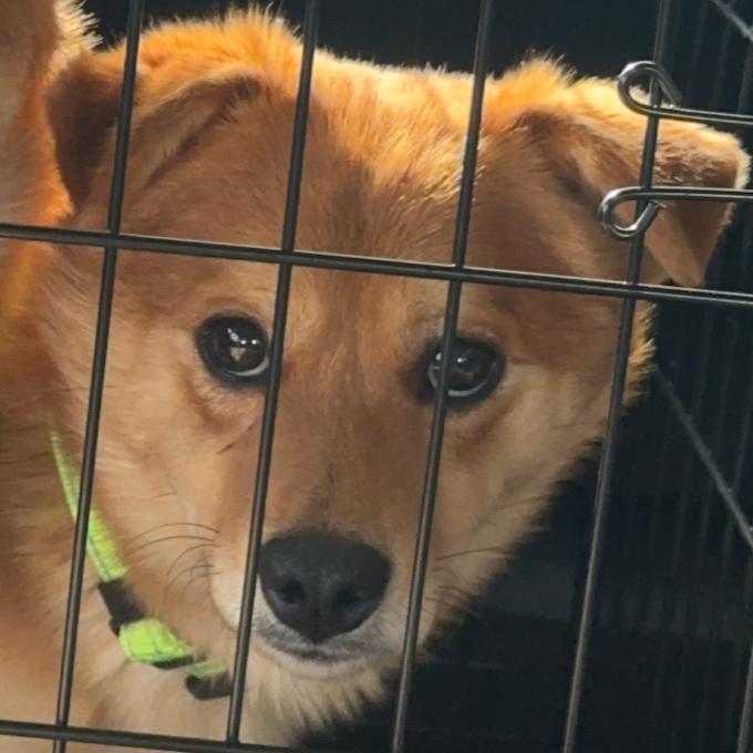 Enlarge Dane, a Adoptable Shiba Inu in Rogersville, MO image 5/6