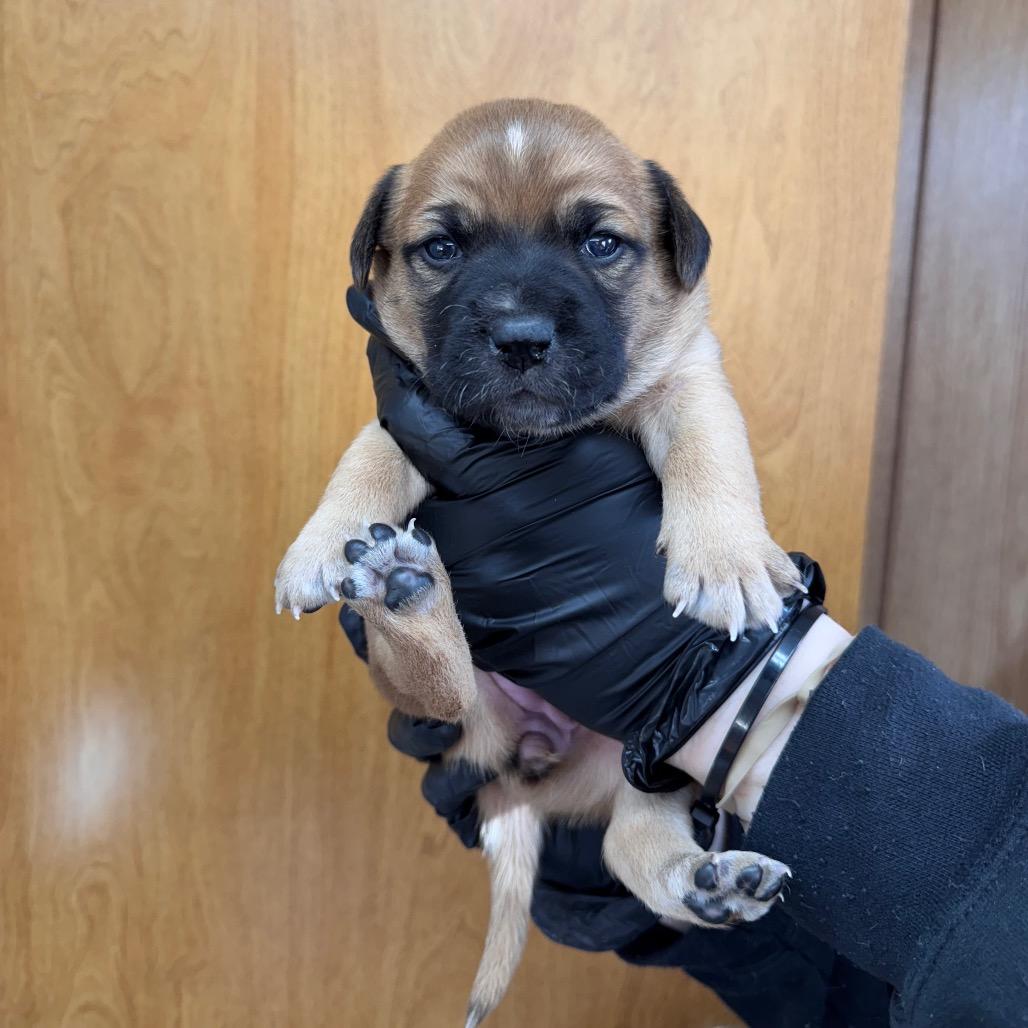 Enlarge M&M D26-037, a Adoptable Mixed Breed in Lebanon, TN image 1/5