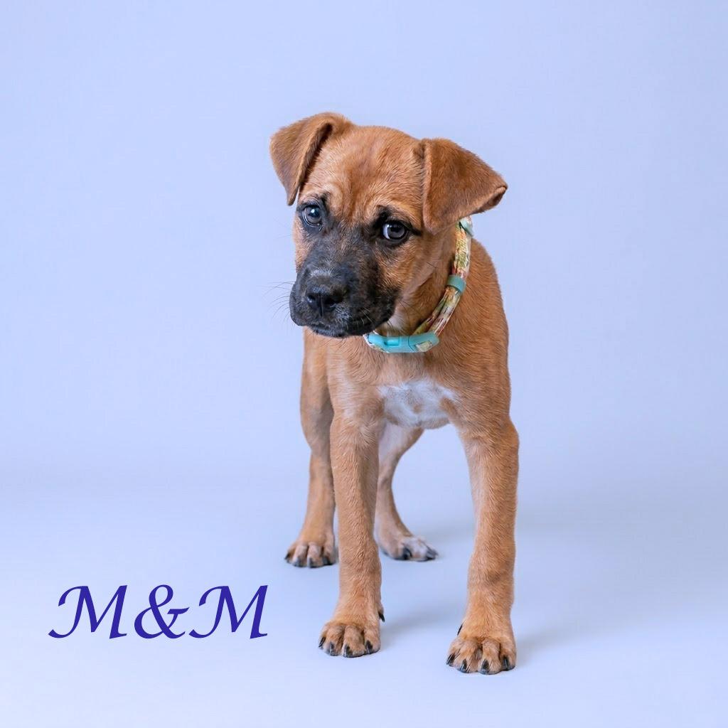 Enlarge M&M D26-037, a Adoptable Mixed Breed in Lebanon, TN image 3/5