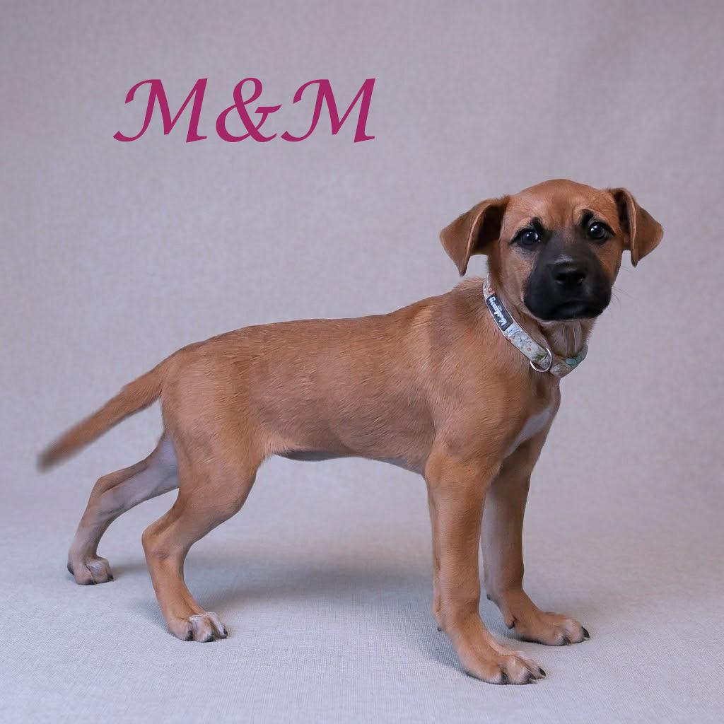 Enlarge M&M D26-037, a Adoptable Mixed Breed in Lebanon, TN image 4/5