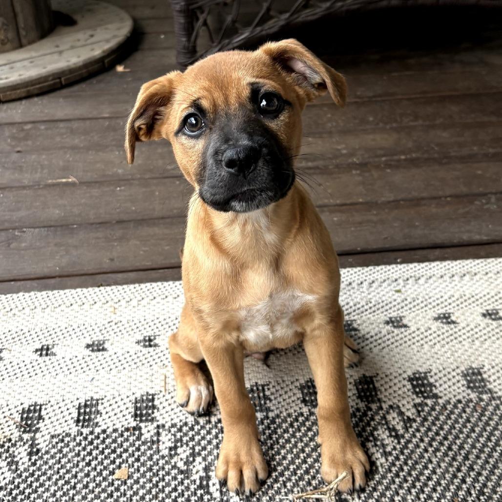 Enlarge M&M D26-037, a Adoptable Mixed Breed in Lebanon, TN image 5/5