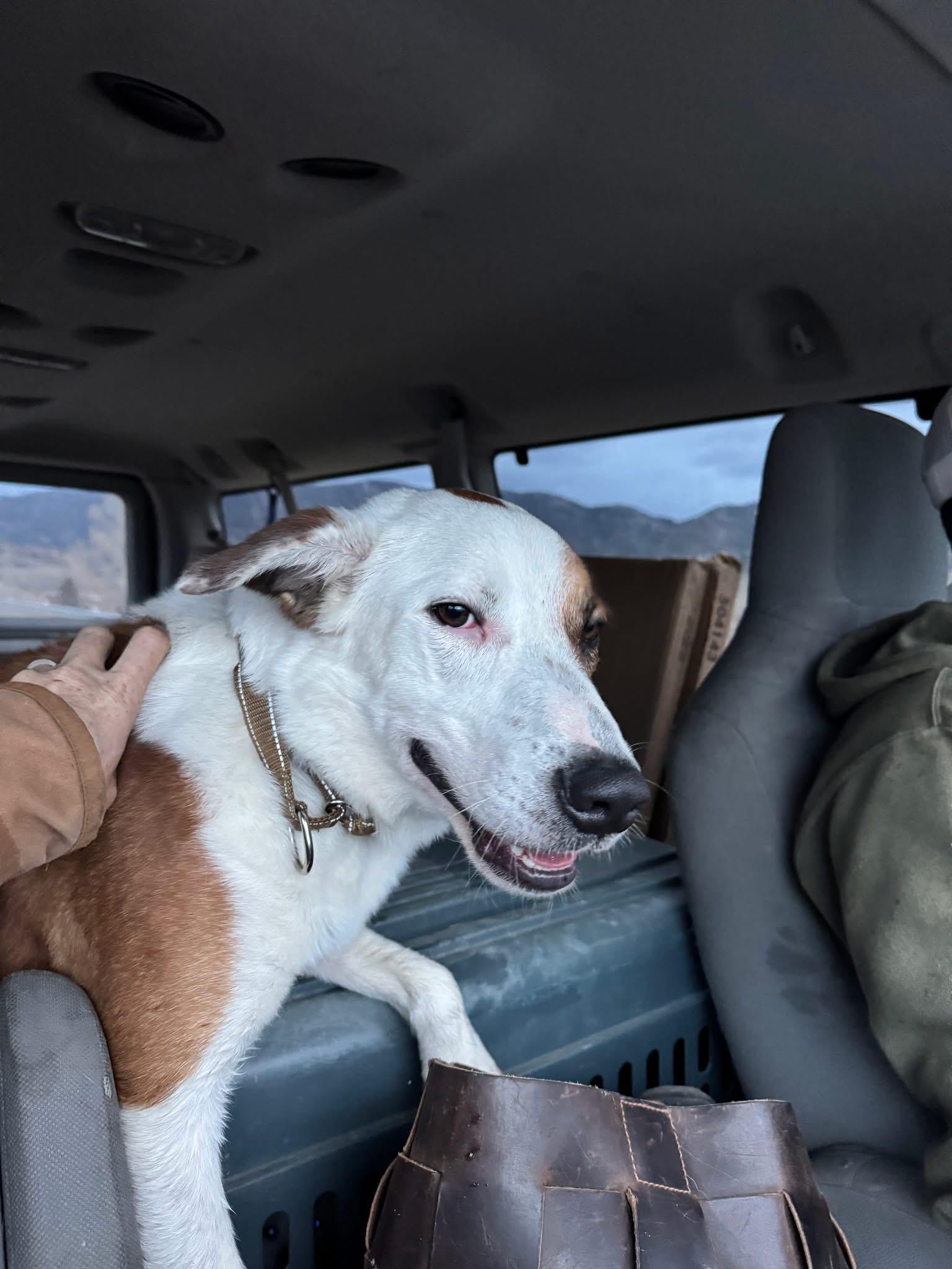 Enlarge Crash, a ADOPTABLE Mixed Breed in Wilsall, MT image 1/1