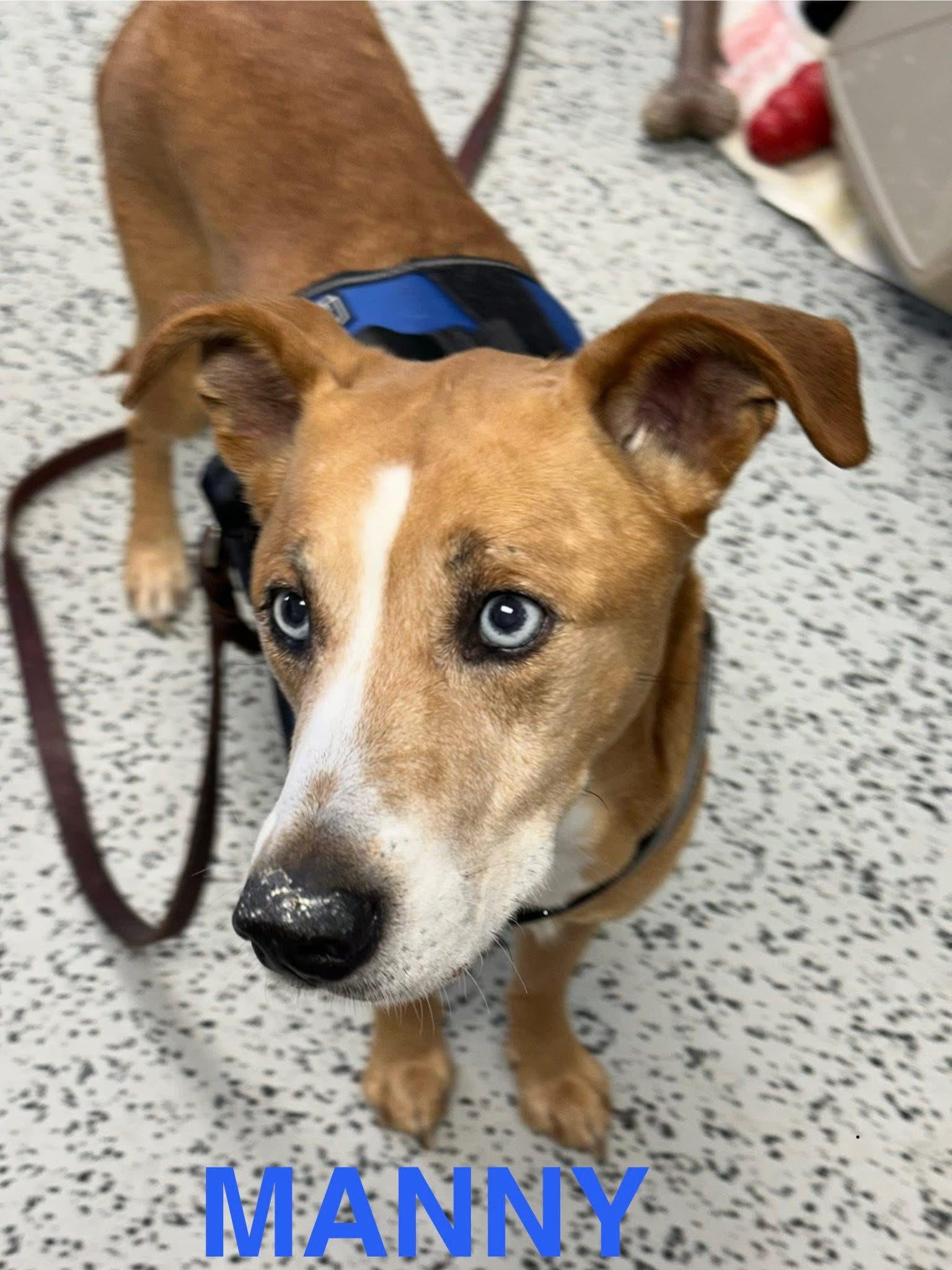 Manny, adopted, Senior Male Hound.