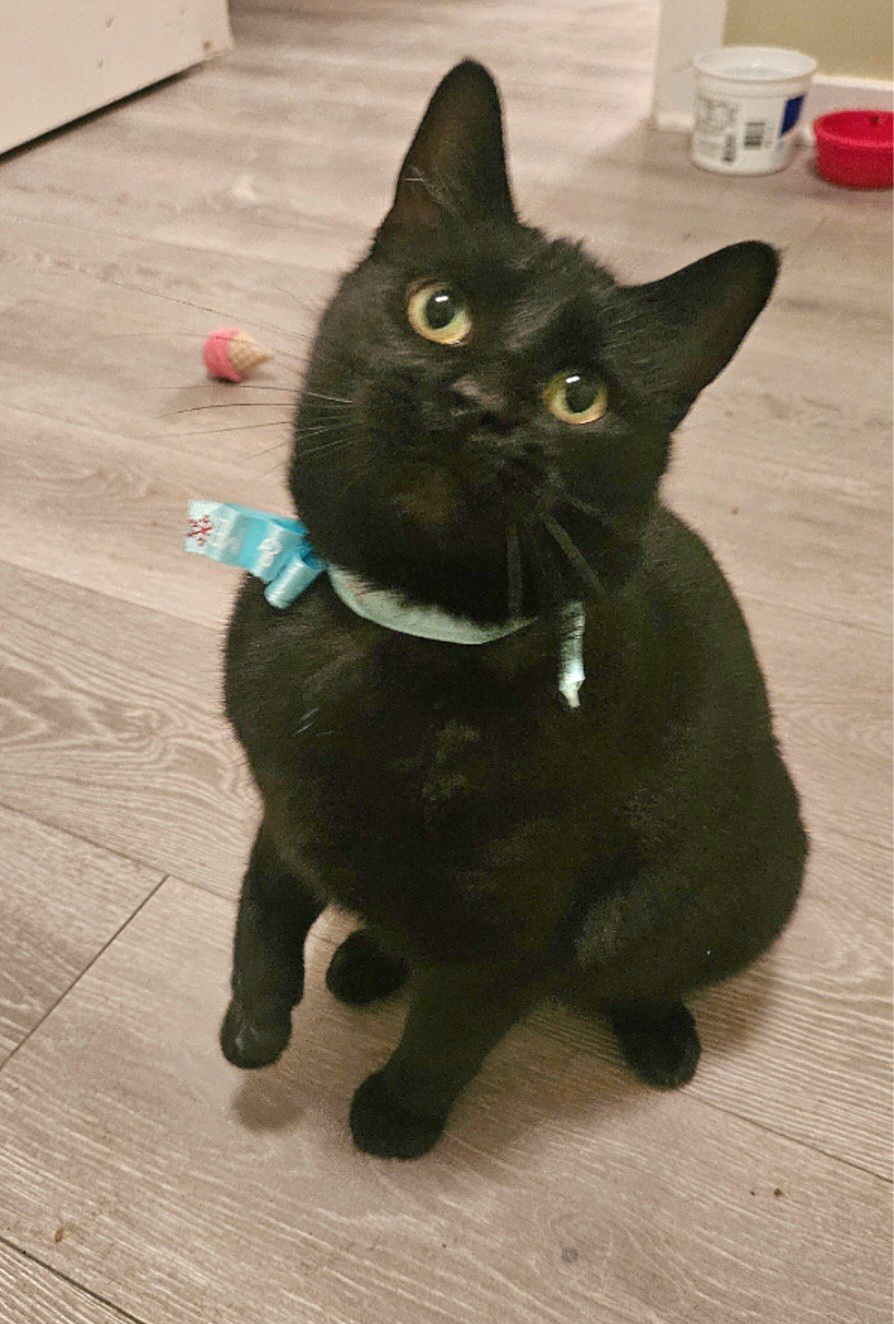 Jetta, a Adoptable Domestic Short Hair in Rochester Hills, MI image 5/5