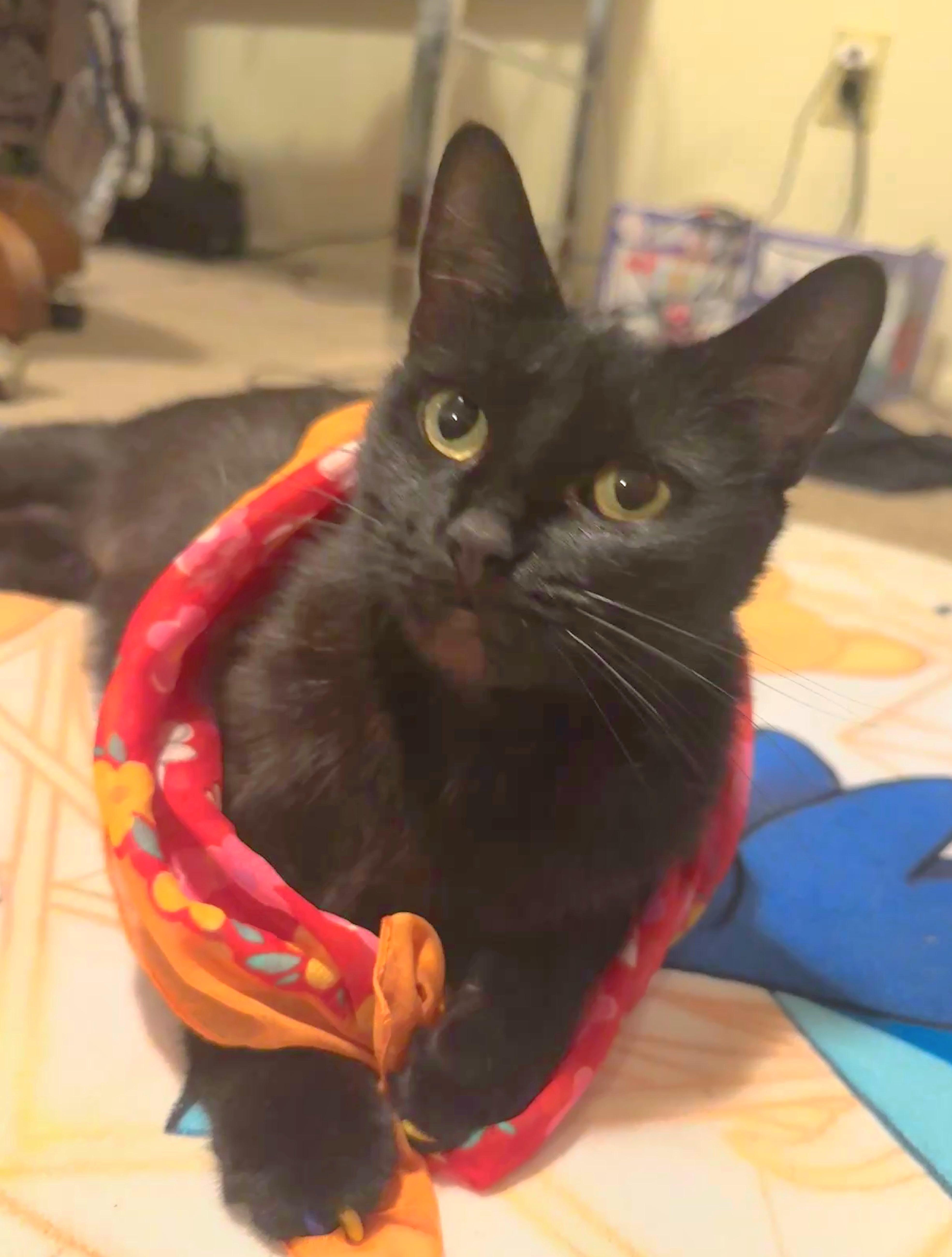 Jetta, a Adoptable Domestic Short Hair in Rochester Hills, MI image 2/5