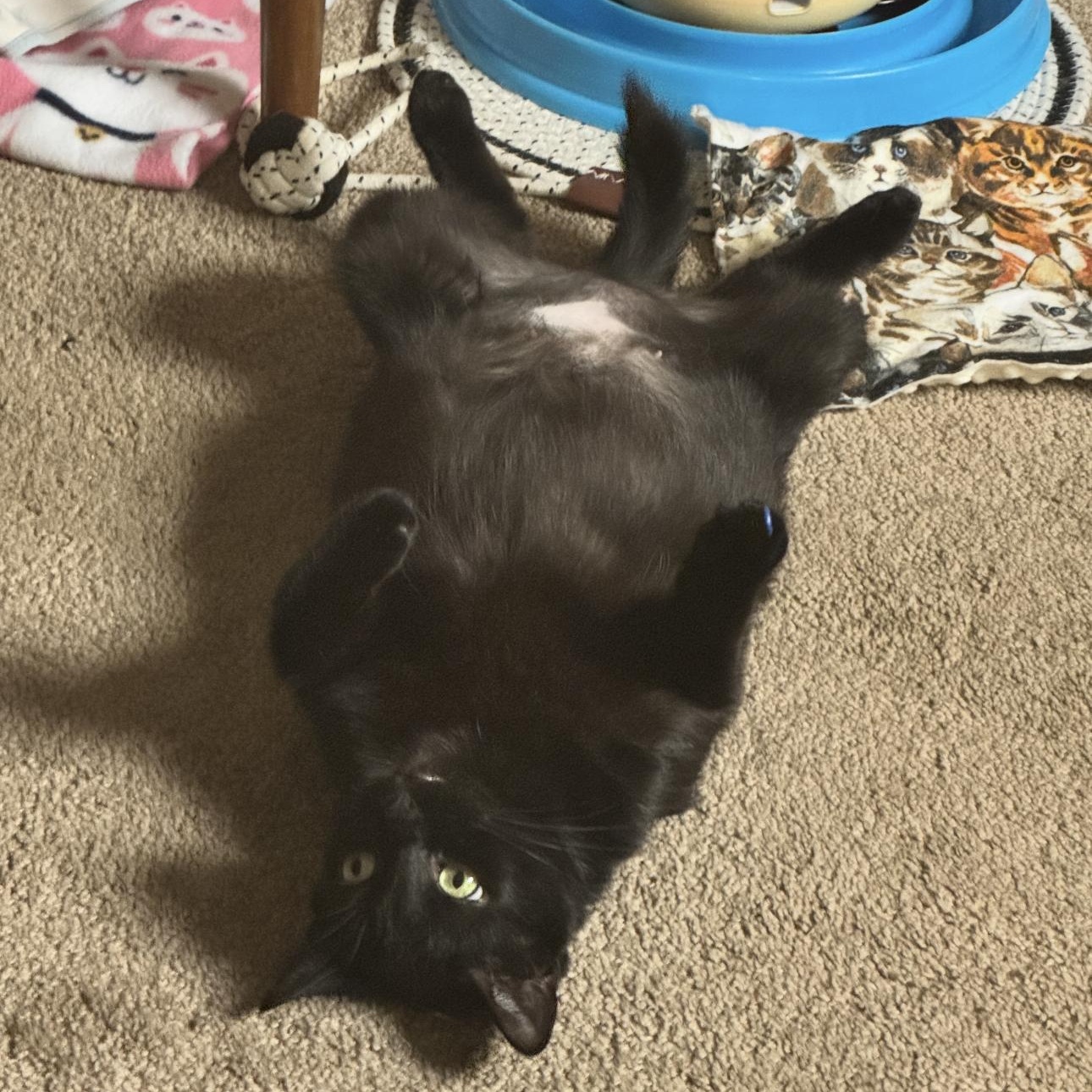 Enlarge Jetta, a Adoptable Domestic Short Hair in Rochester Hills, MI image 6/6