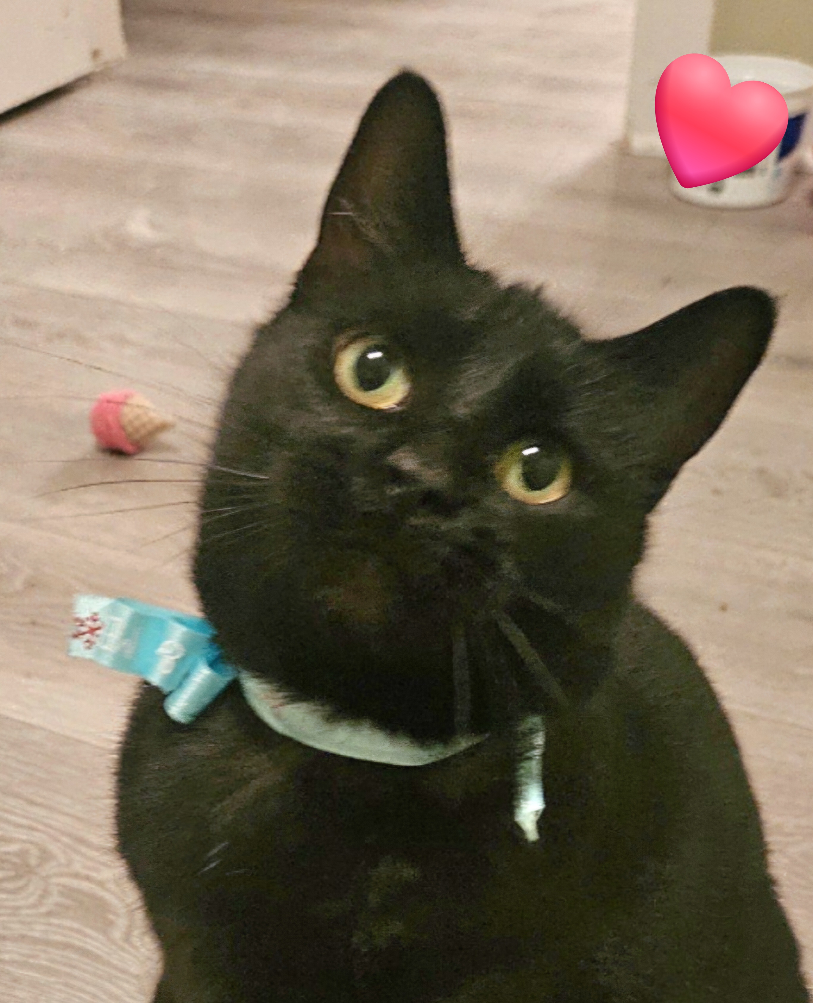 Jetta, Young Female Domestic Short Hair