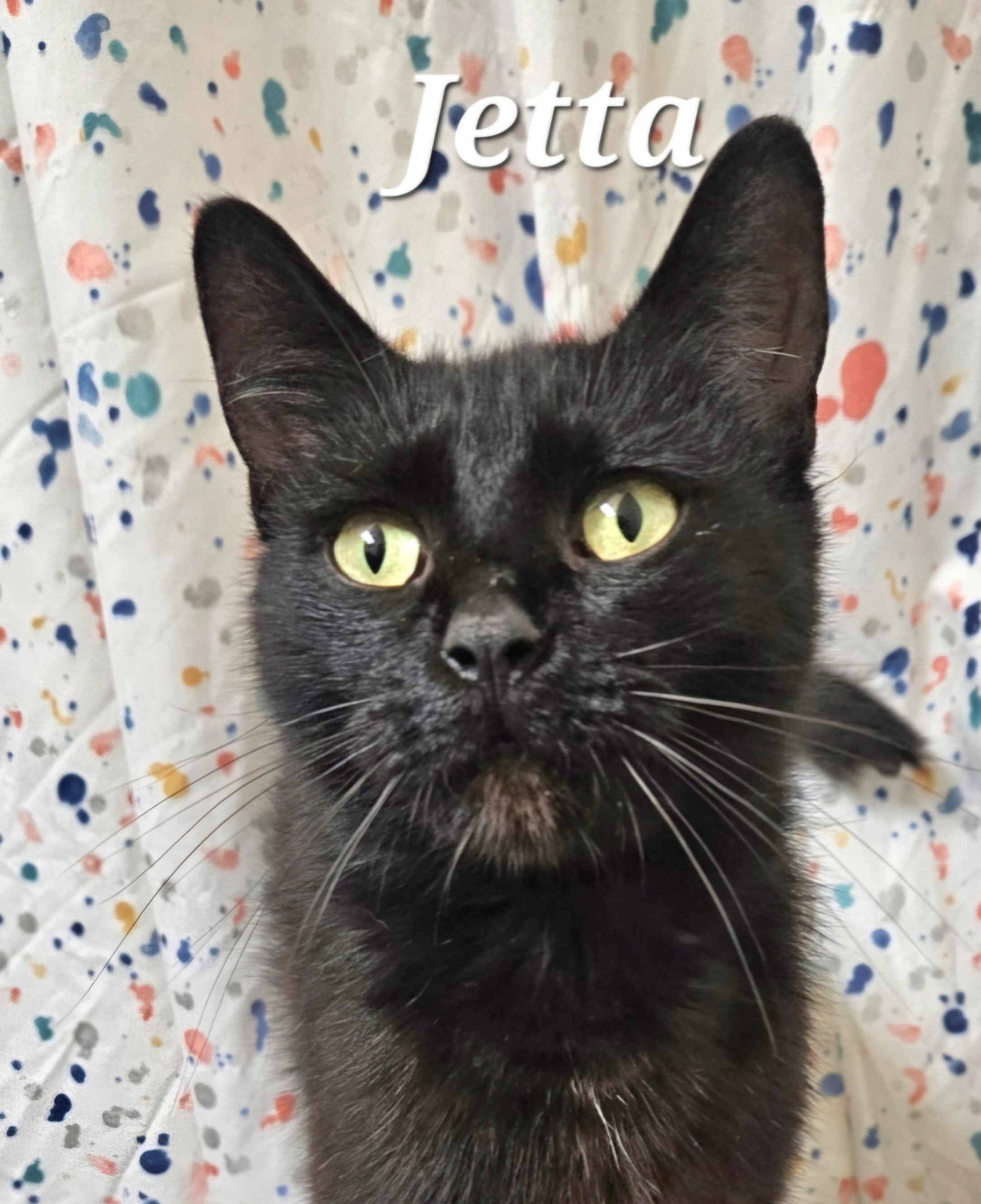 Jetta, a Adoptable Domestic Short Hair in Rochester Hills, MI image 4/5