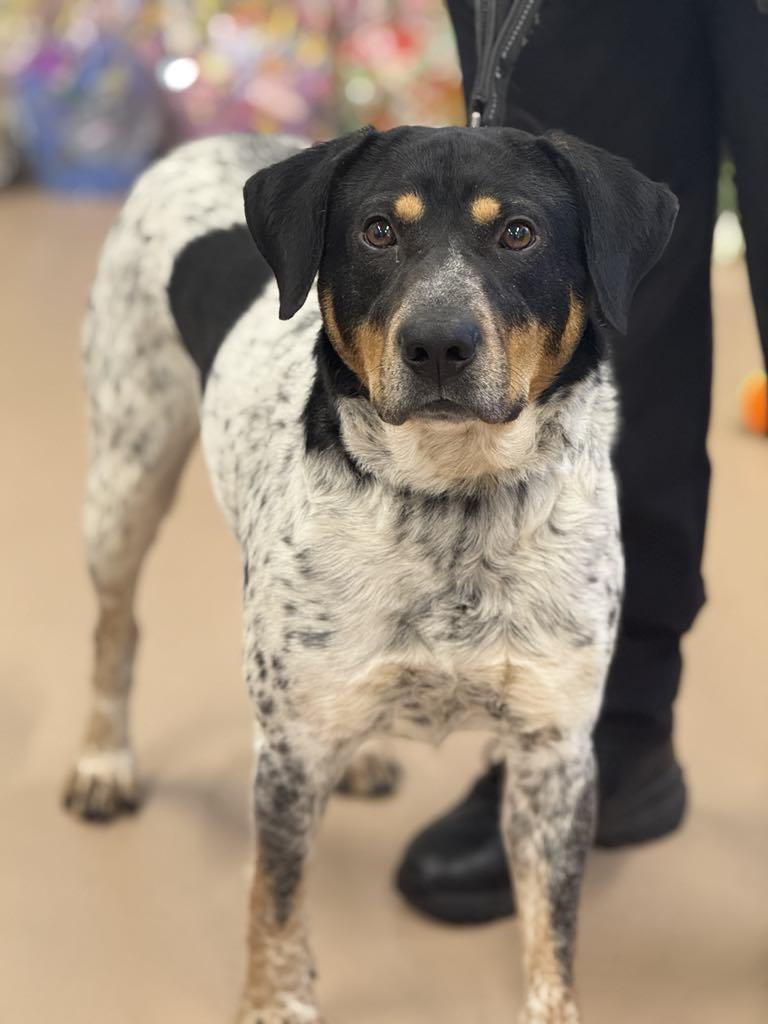 Enlarge Spike, a Adoptable mixed breed in Hernando, MS image 3/4