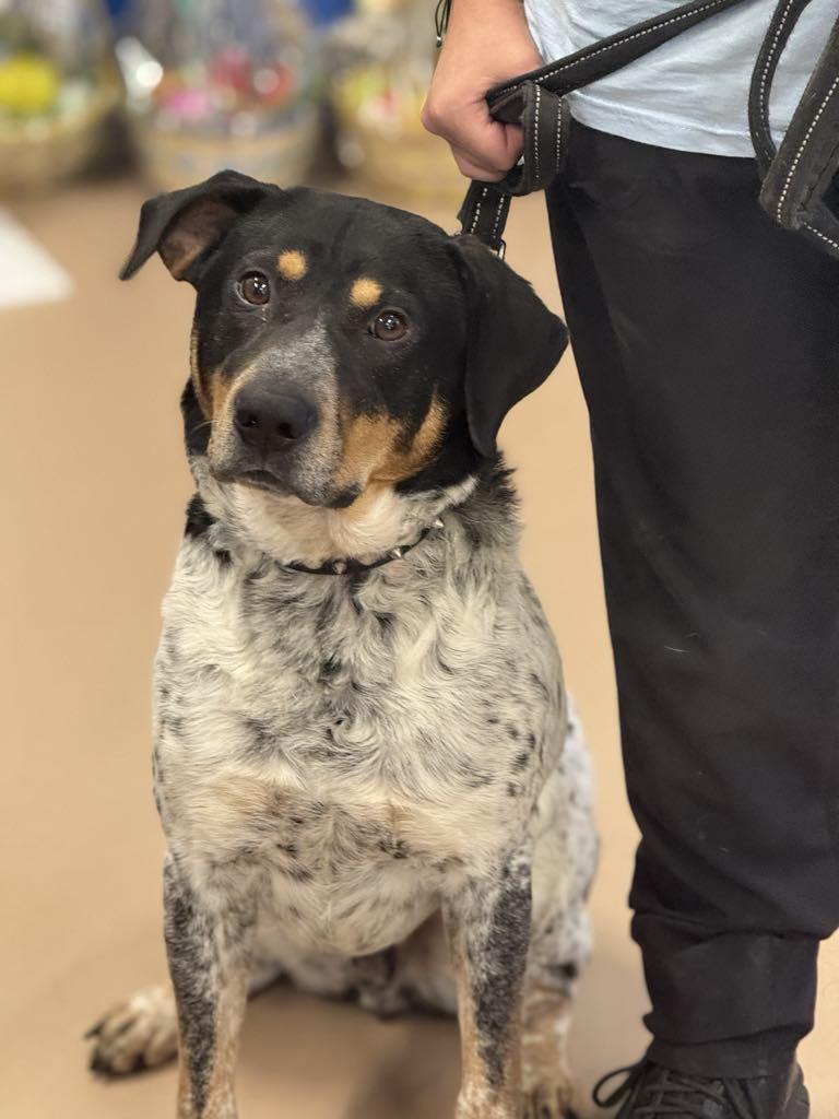 Enlarge Spike, a Adoptable mixed breed in Hernando, MS image 2/4