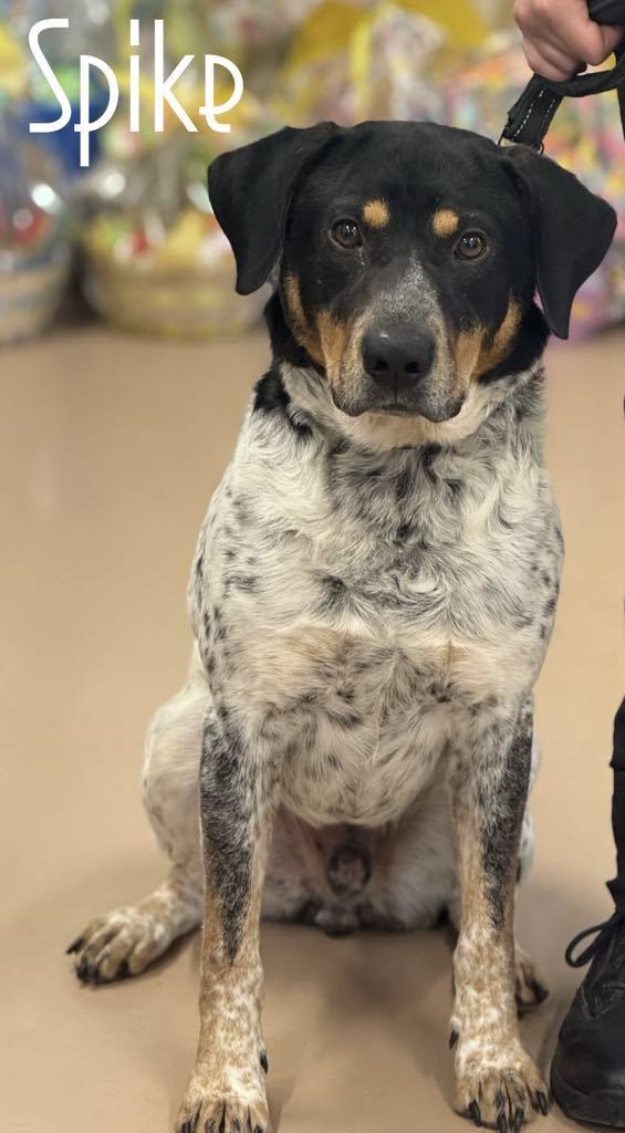 Spike, Adoptable, Adult Male Bluetick Coonhound & Catahoula Leopard Dog.
