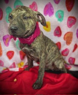 Enlarge Valentine ( Penny Lane)- Pup #5 (CoPAC #2/26), a Adopted mixed breed in Pleasanton, TX image 1/3