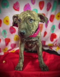 Enlarge Valentine ( Penny Lane)- Pup #5 (CoPAC #2/26), a Adopted mixed breed in Pleasanton, TX image 3/3