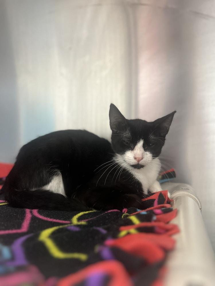 Adora, Adoptable, Young Female Domestic Short Hair.