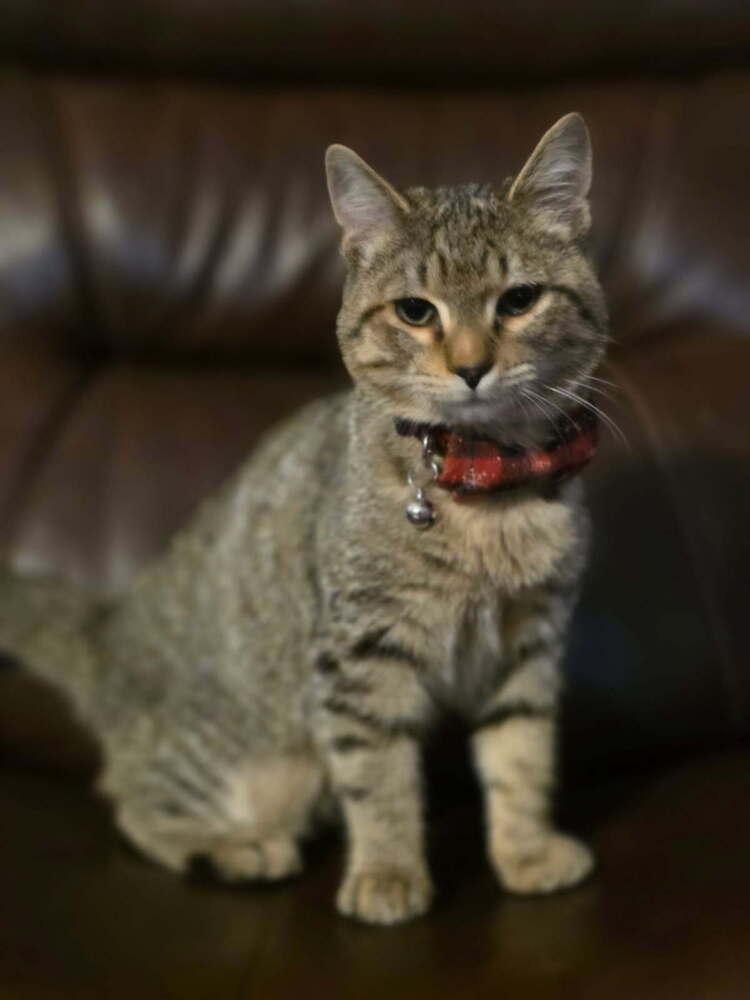 Enlarge Maize, a Adoptable mixed breed in Mooresville, NC image 1/3