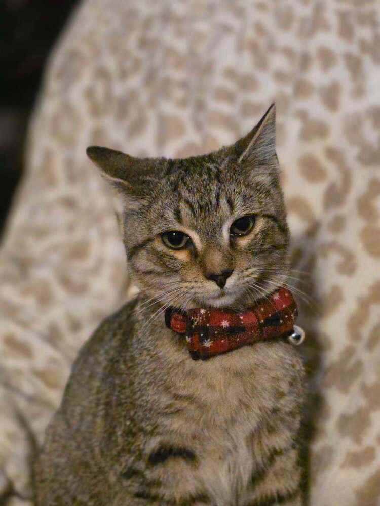 Enlarge Maize, a Adoptable mixed breed in Mooresville, NC image 2/3