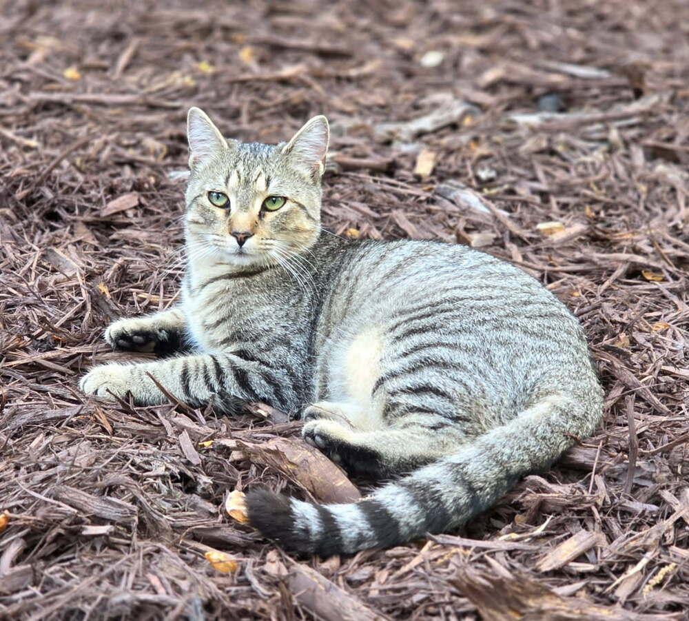 Enlarge Maize, a Adoptable mixed breed in Mooresville, NC image 3/3