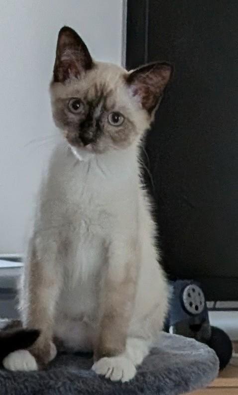 Piccadilly - so sweet and in foster care, adopted, Kitten Male Siamese & Domestic Short Hair.