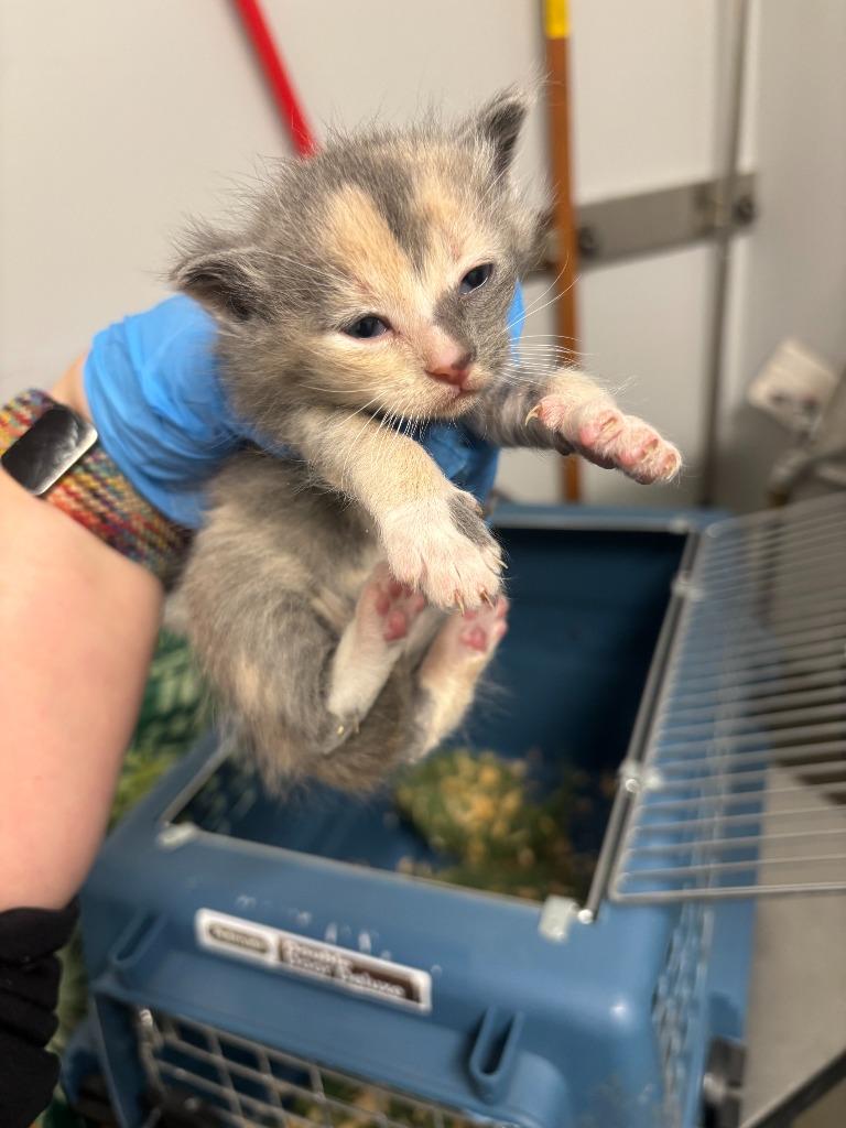 Beverly Crusher, Adoptable, Kitten Female Abyssinian.