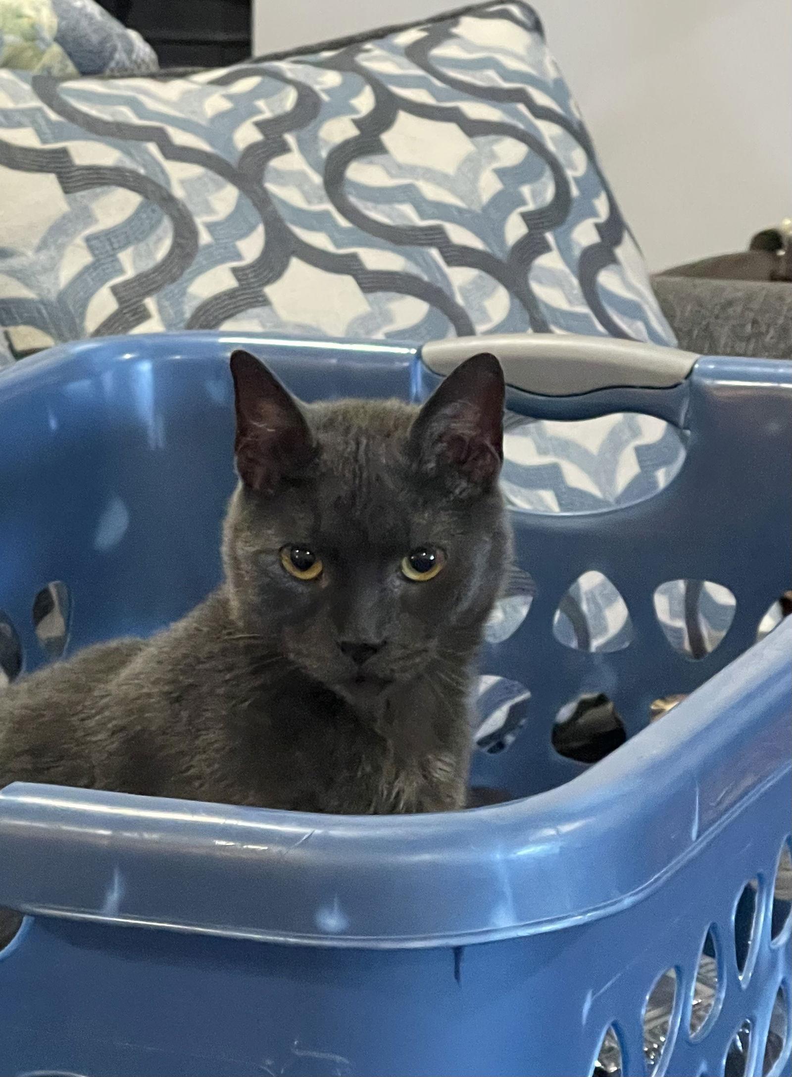 Theodore thumbnail 2