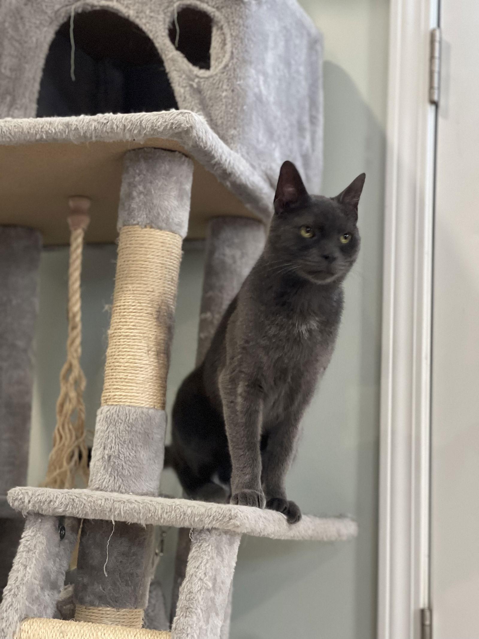 Theodore thumbnail 3