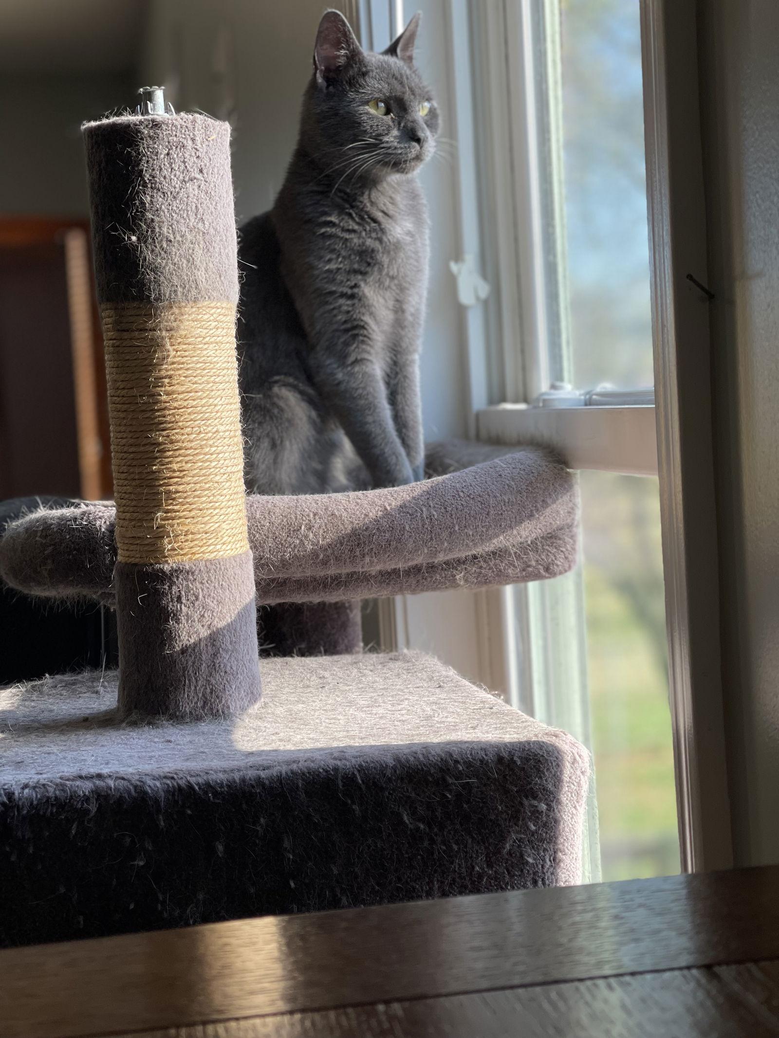 Theodore thumbnail 4