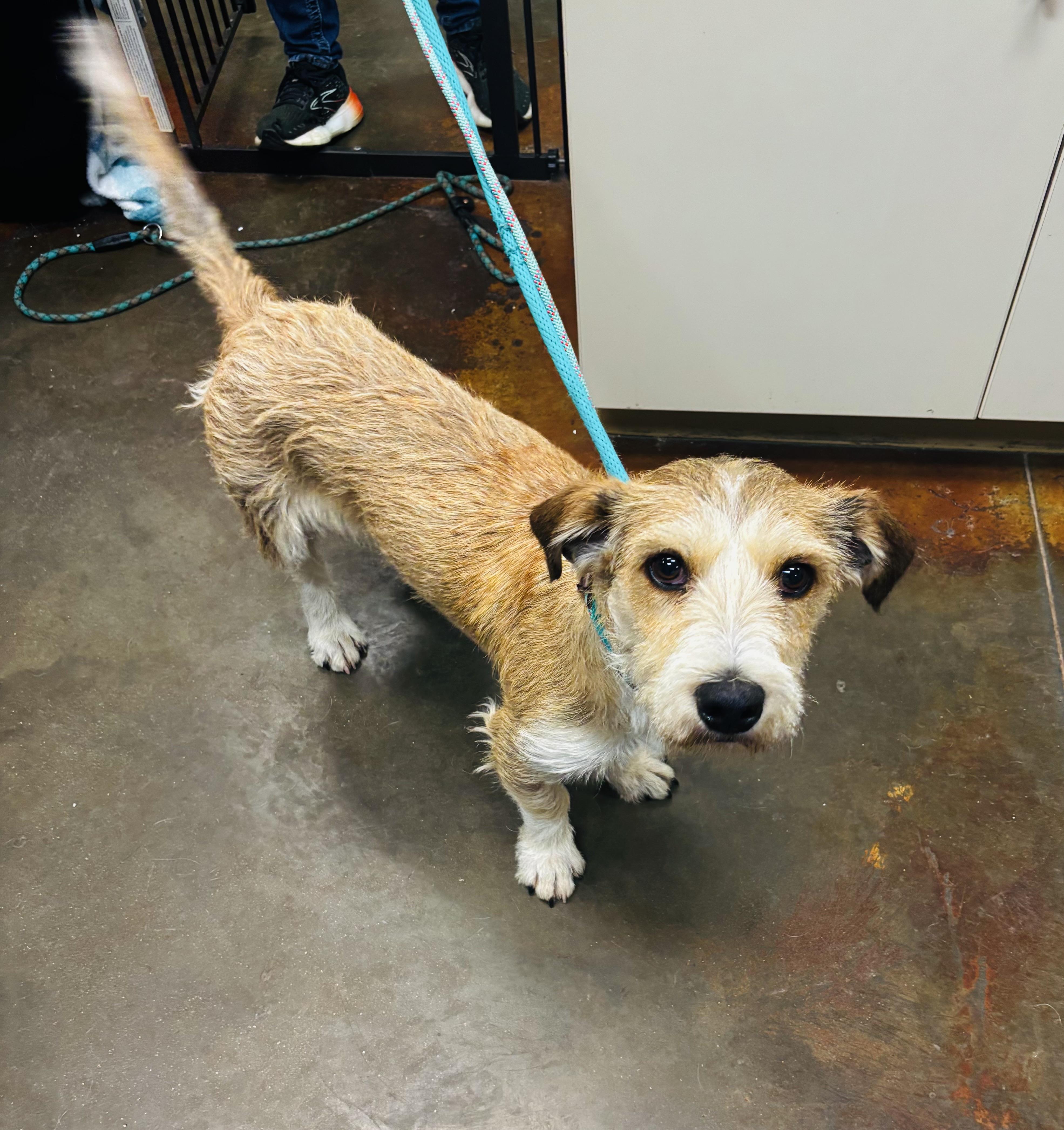 Jefe, ADOPTABLE, Adult Male Terrier.