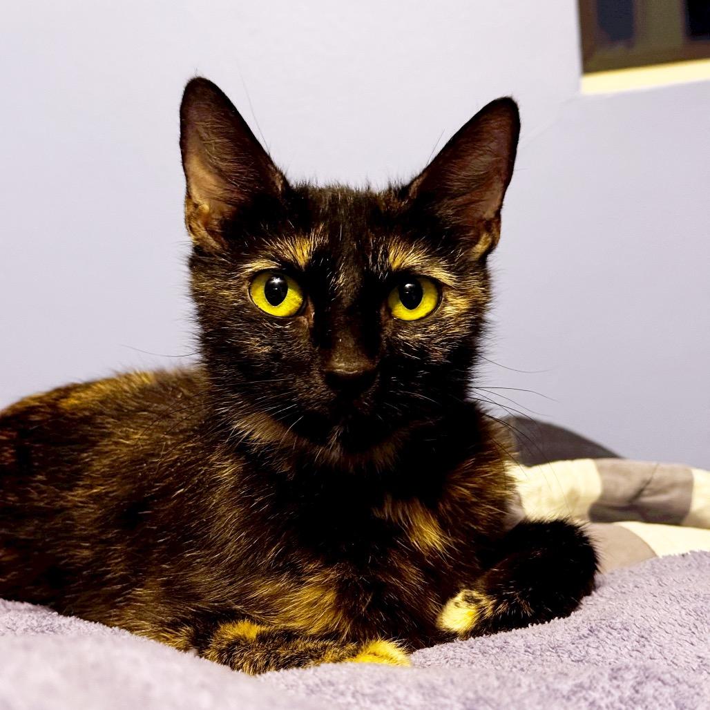 Enlarge Carter, a Adoptable Domestic Short Hair in Pacific Palisades, CA image 1/2